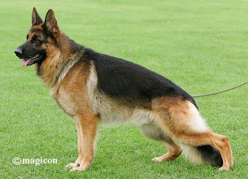 Gold sable hot sale german shepherd